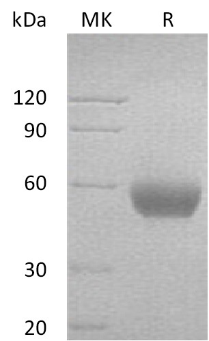 Human CD47 +SDS-PAGE-2.jpg